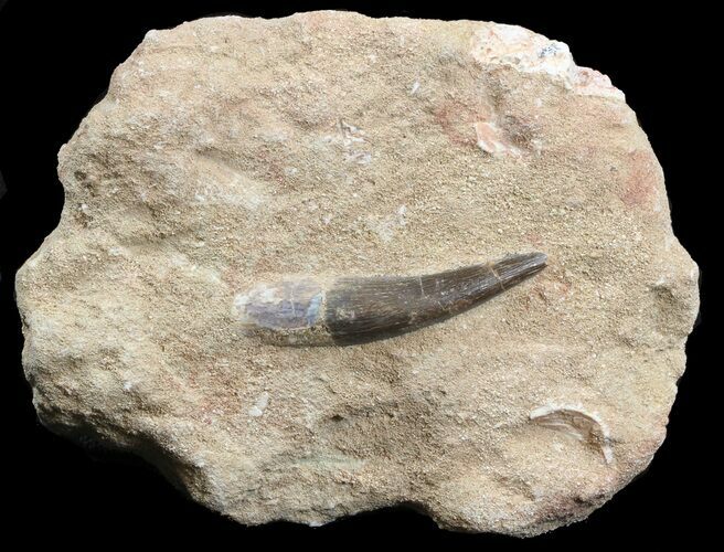 Plesiosaur (Zarafasaura) Tooth In Rock #44829